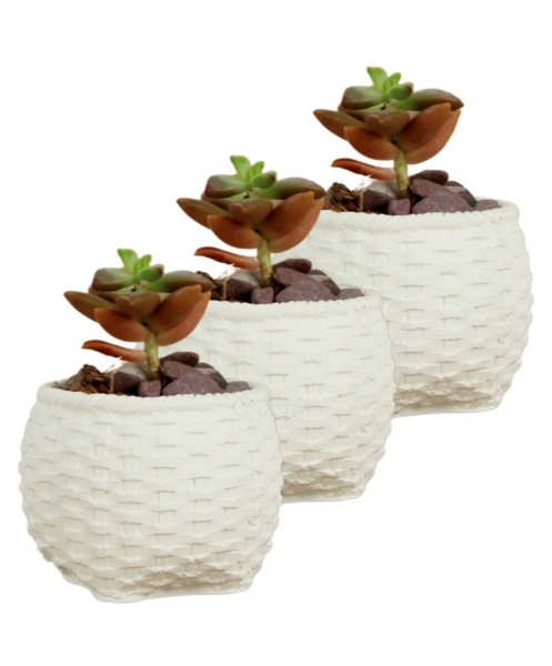 Mini Çiçek Saksı Küçük Sukulent Beyaz Kaktüs Saksısı 3lü Set Sepet Örgü Model